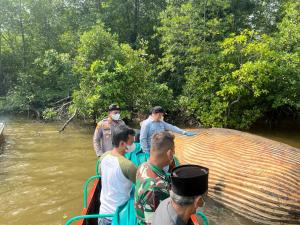 Pertama Kali Bangkai Paus Terdampar di Inhil, KKP Kirim Sampel Darah ke BRIN untuk Pastikan Jenisnya